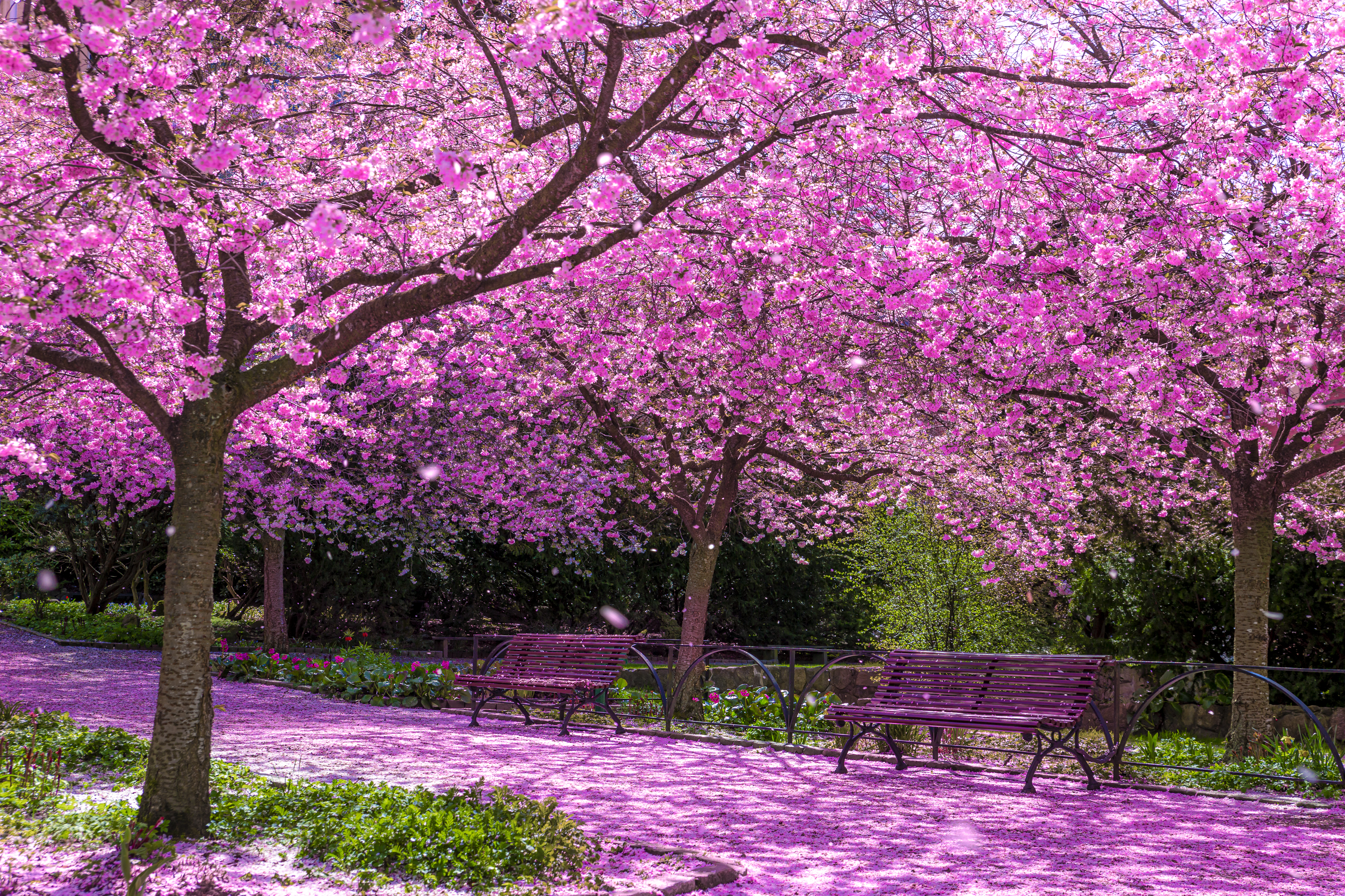 Cherry blossom pathway in full bloom