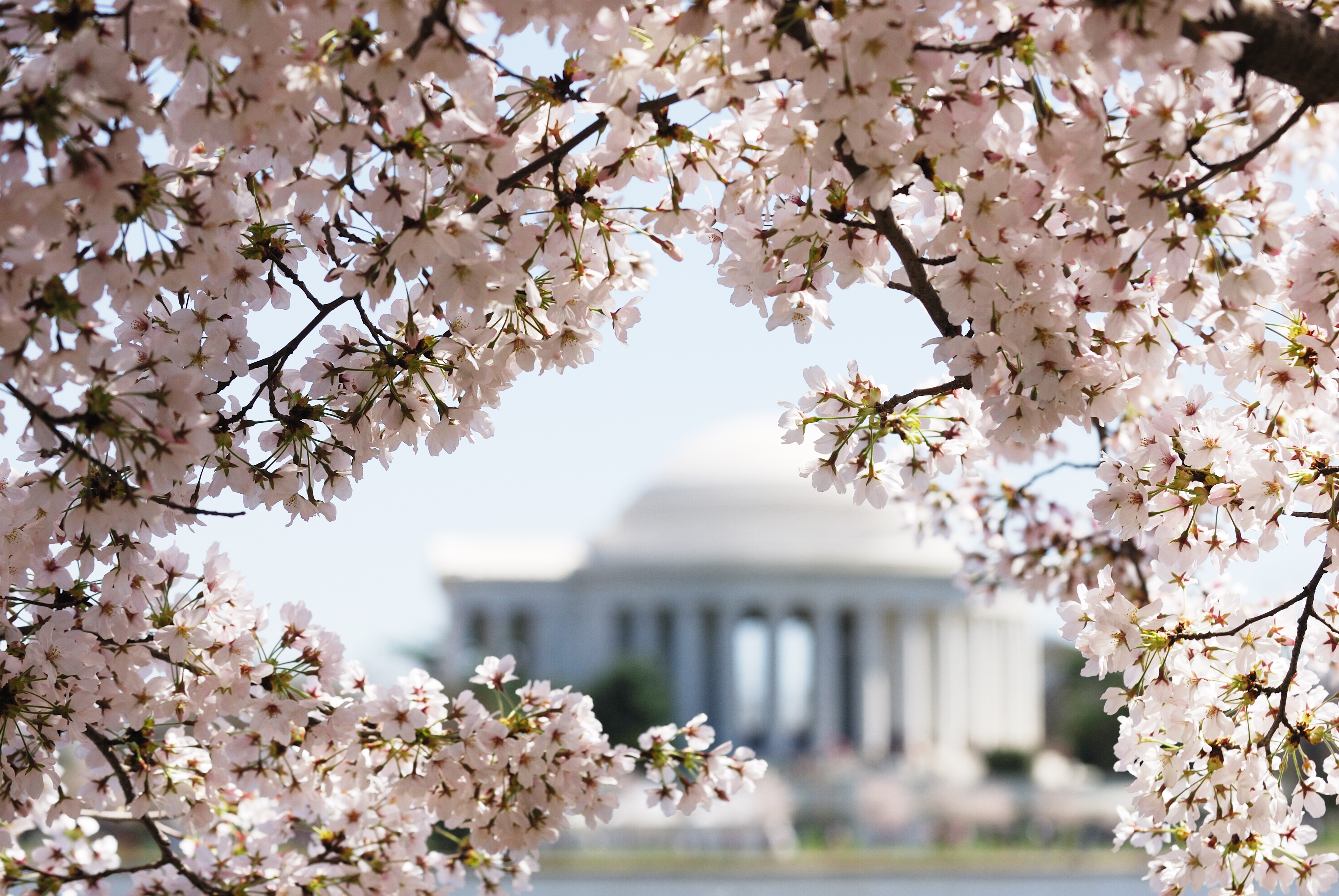 Cherry blossoms in Washington DC
